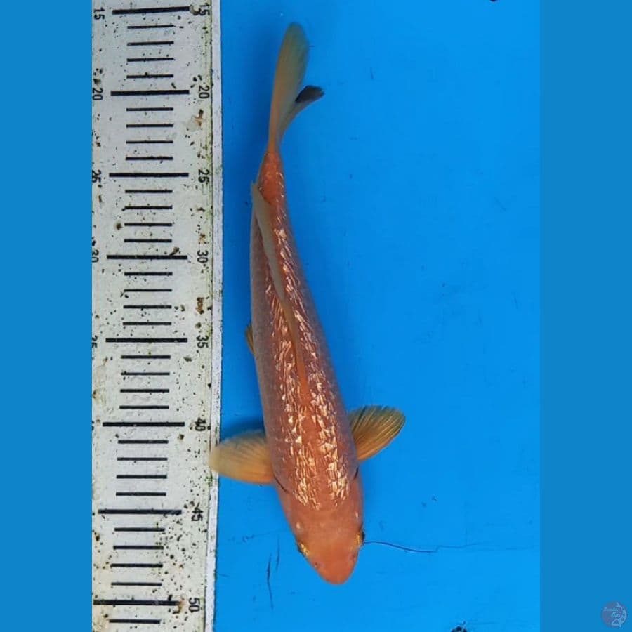 Karamel ginrin 30cm male