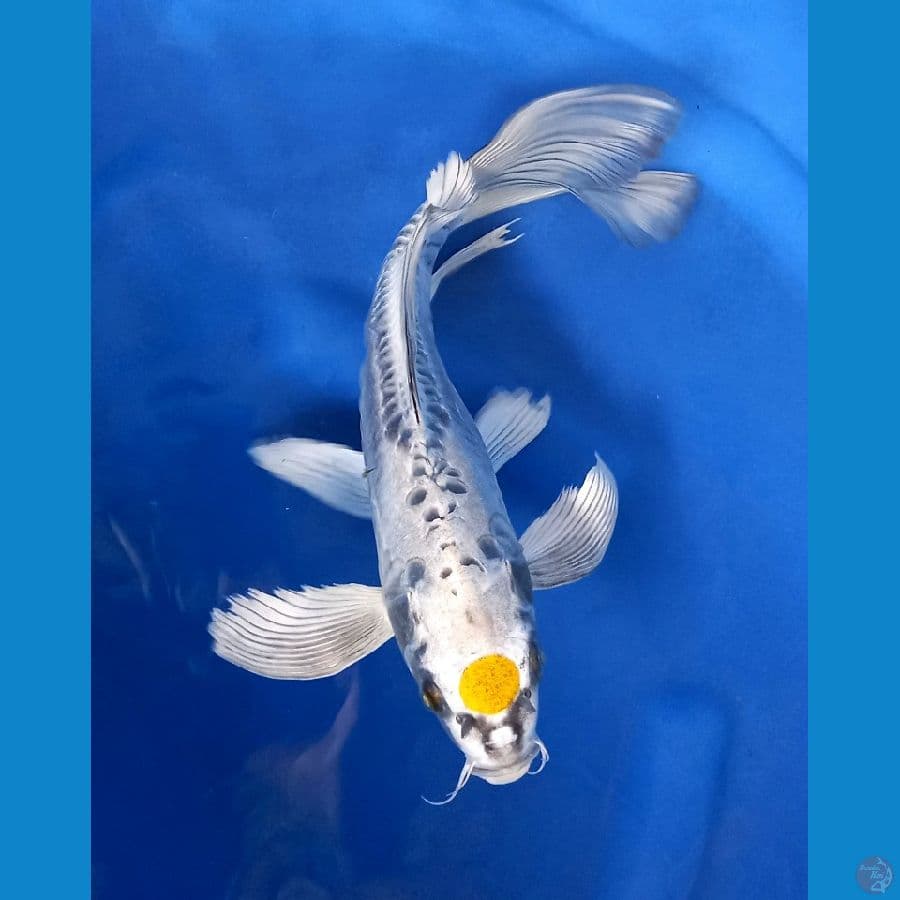 Tancho kin kikokuryu kumpai 30cm