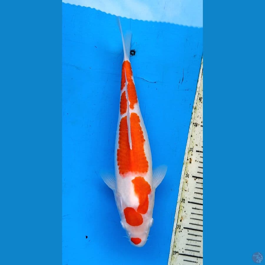Kucibeni kohaku 38cm