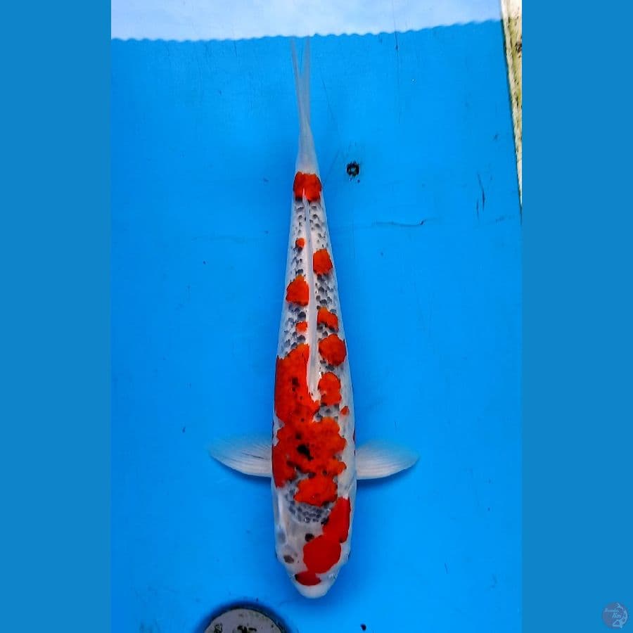 Sakura goshiki 41cm male