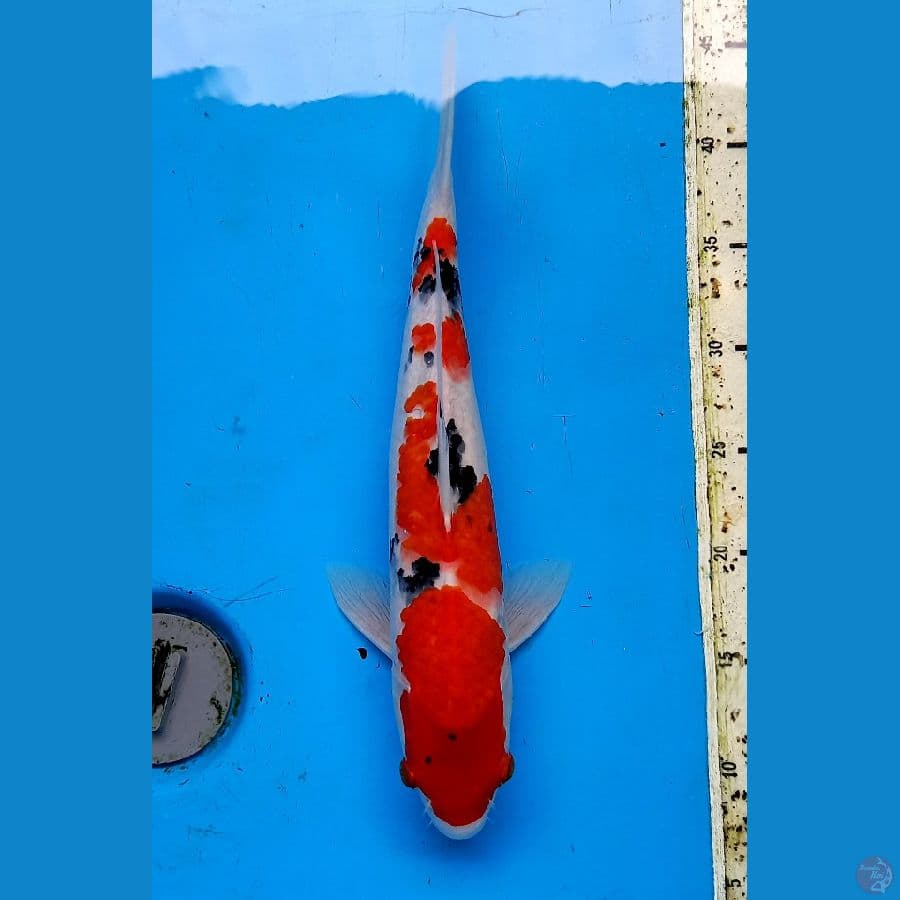 Sanke 37cm male