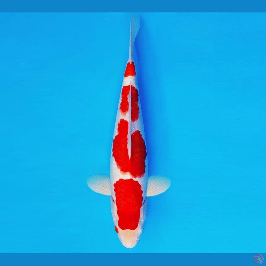 AKAI SATAN 2 - KOHAKU 31 cm/male ™