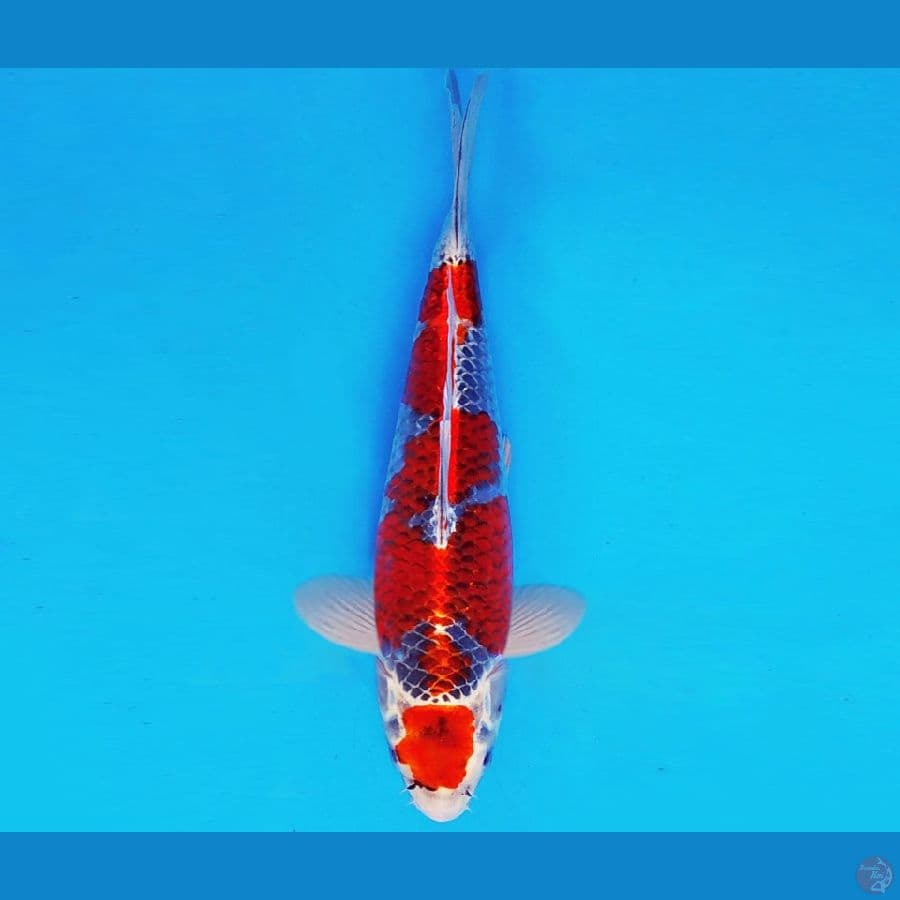 AKAI SATAN 4 ~ MARUTEN GOSHIKI 33 cm/male ™