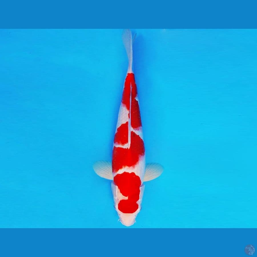 AKAI SATAN 5 ~ AI GOROMO 32 cm/male ™