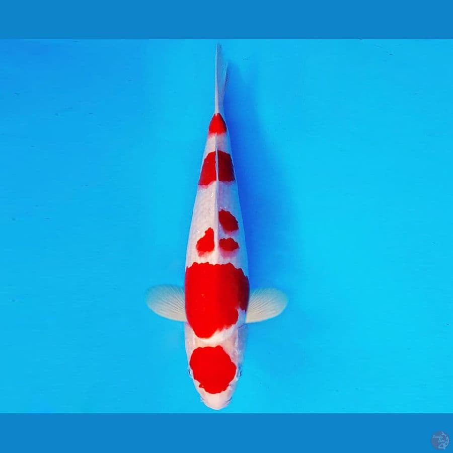 AKAI SATAN 7 ~ MARUTEN KOHAKU 33 cm/male ™