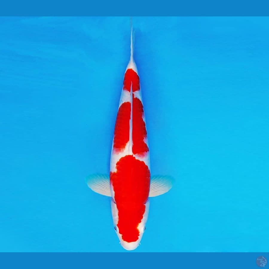 AKAI SATAN 8 ~ KOHAKU 33 cm/fm ®