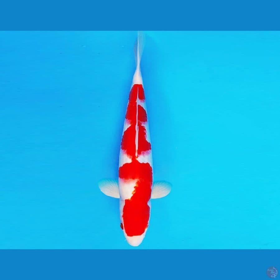 AKAI SATAN 9 ~ INAZUMA KOHAKU 31 cm/male ™