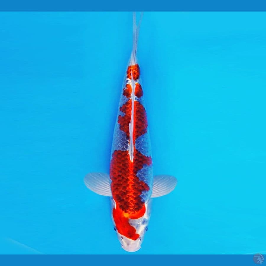 AKAI SATAN 10 ~ GOSHIKI 35 cm/fm ™