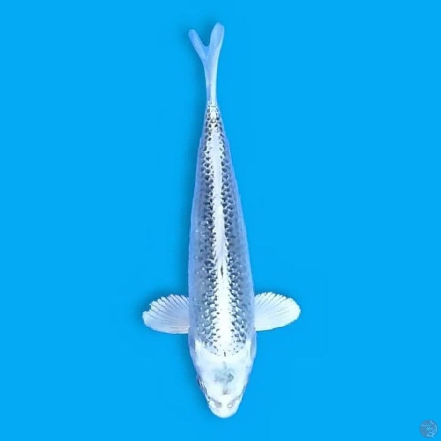 Kin Matsuba 25 Male