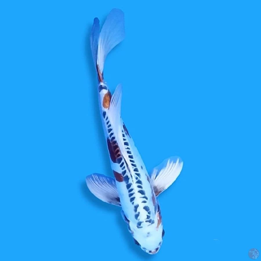 Kumpay Kiko 25 Male