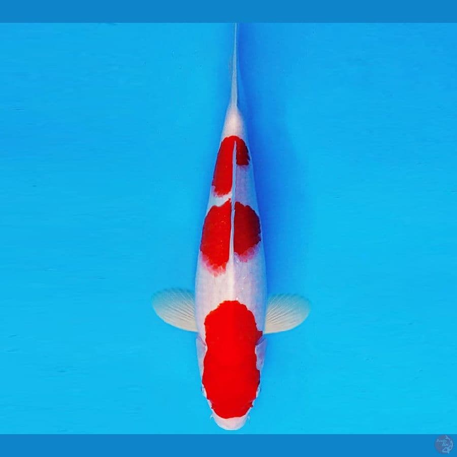 AKAI SATAN 14 ~ KOHAKU 30 cm/male ™