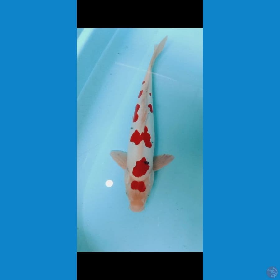 Sanke Doitsu M-37cm