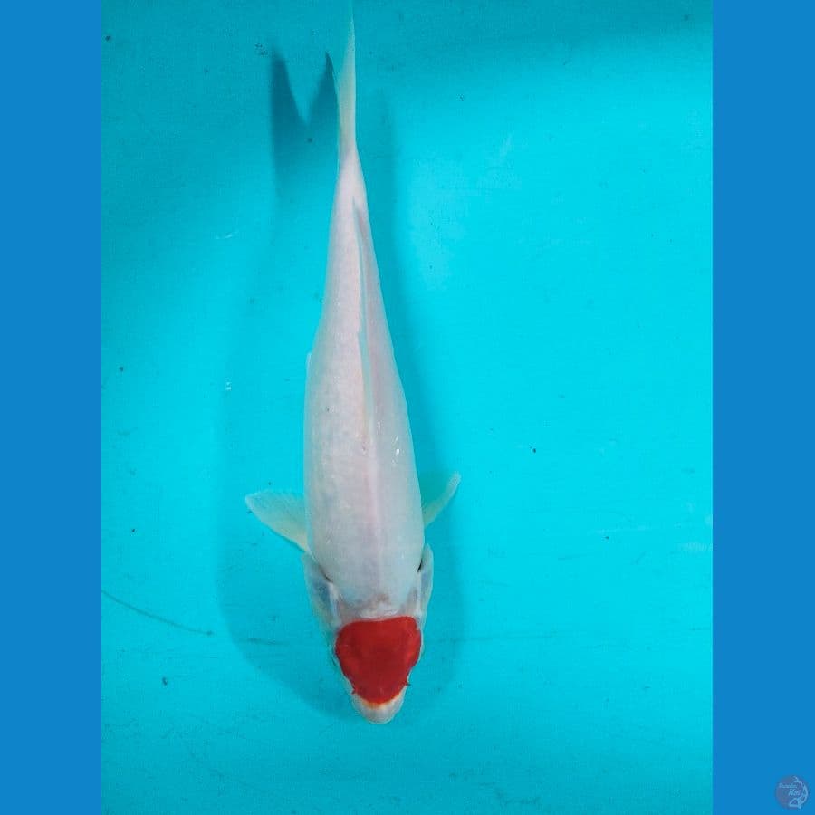 original tanco kohaku male-30cm