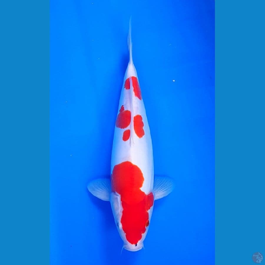 KOHAKU JUMBO F 38 an cm