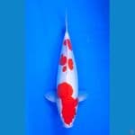 KOHAKU JUMBO F 38 an cm 