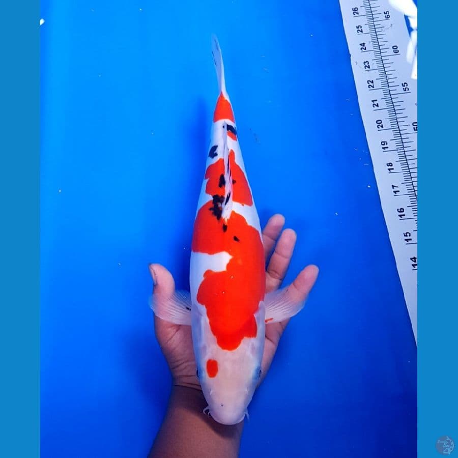 SANKE DOITSU 40 CM BOSKU 