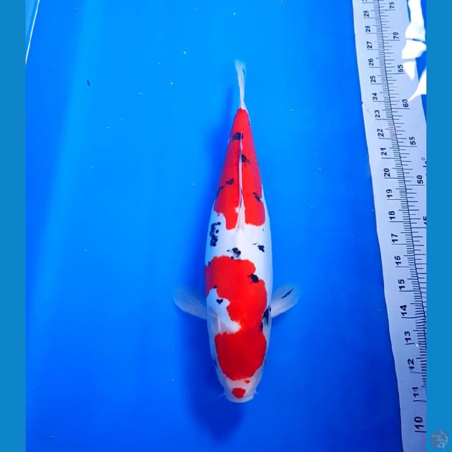 SANKE DOITSU ORI F40 CM BUKLI