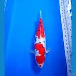 SANKE DOITSU ORI F40 CM BUKLI 