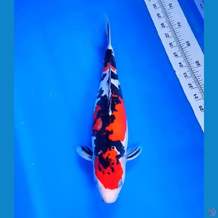 DOITSU SANKE F38 CM ORI