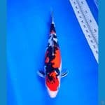 DOITSU SANKE F38 CM ORI