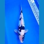 DOITSU SHIRO M40 CM CALON BAGUS