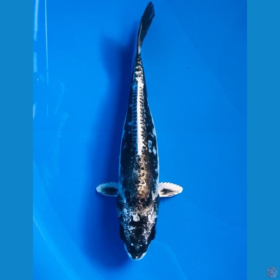 gin kiko 20cm