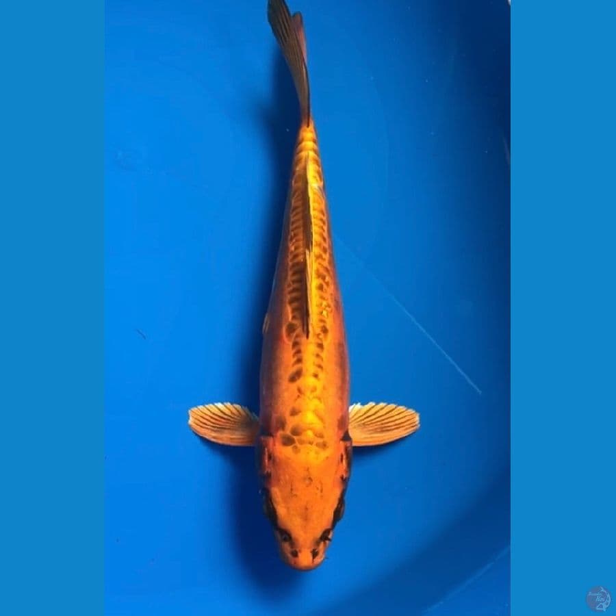 kikokuryu 28cm