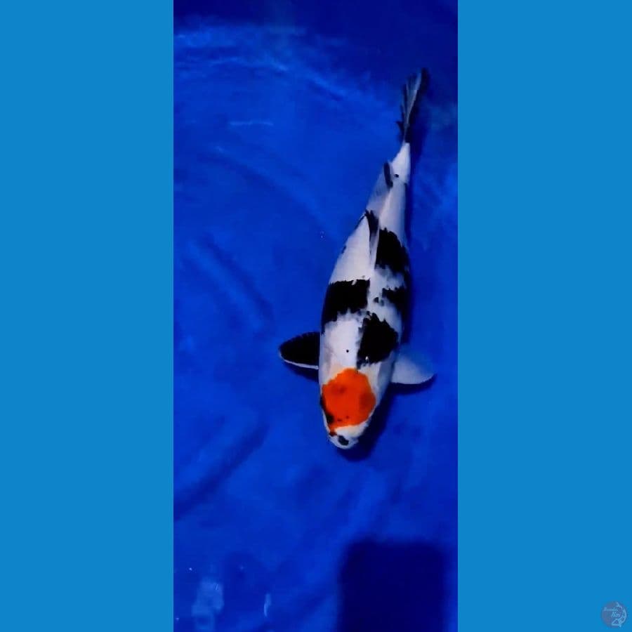 Thanco Showa 42 cm
