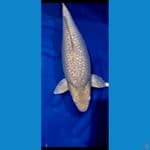 Soragoi Jumbo 58 cm