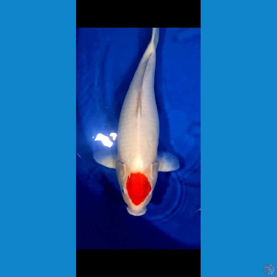 Thanco Kohaku 53 cm
