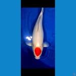 Thanco Kohaku 53 cm