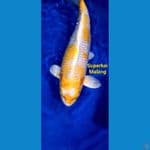 Hariwake Jumbo 57 cm