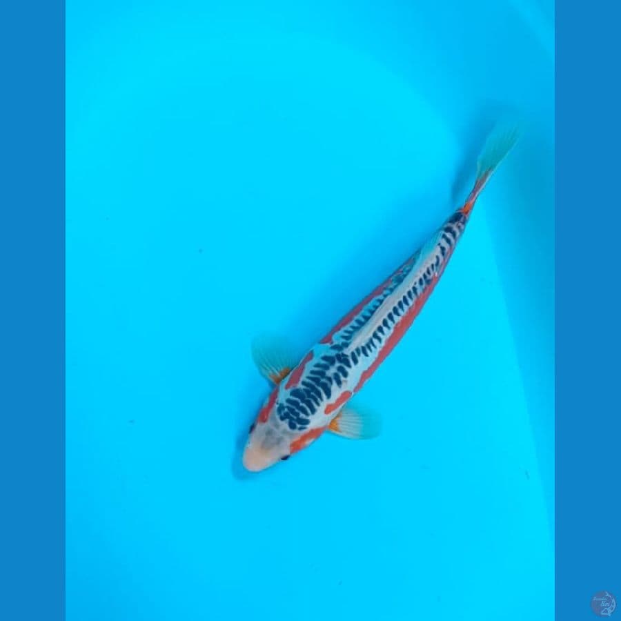 Hana Shusui SQ 32cm