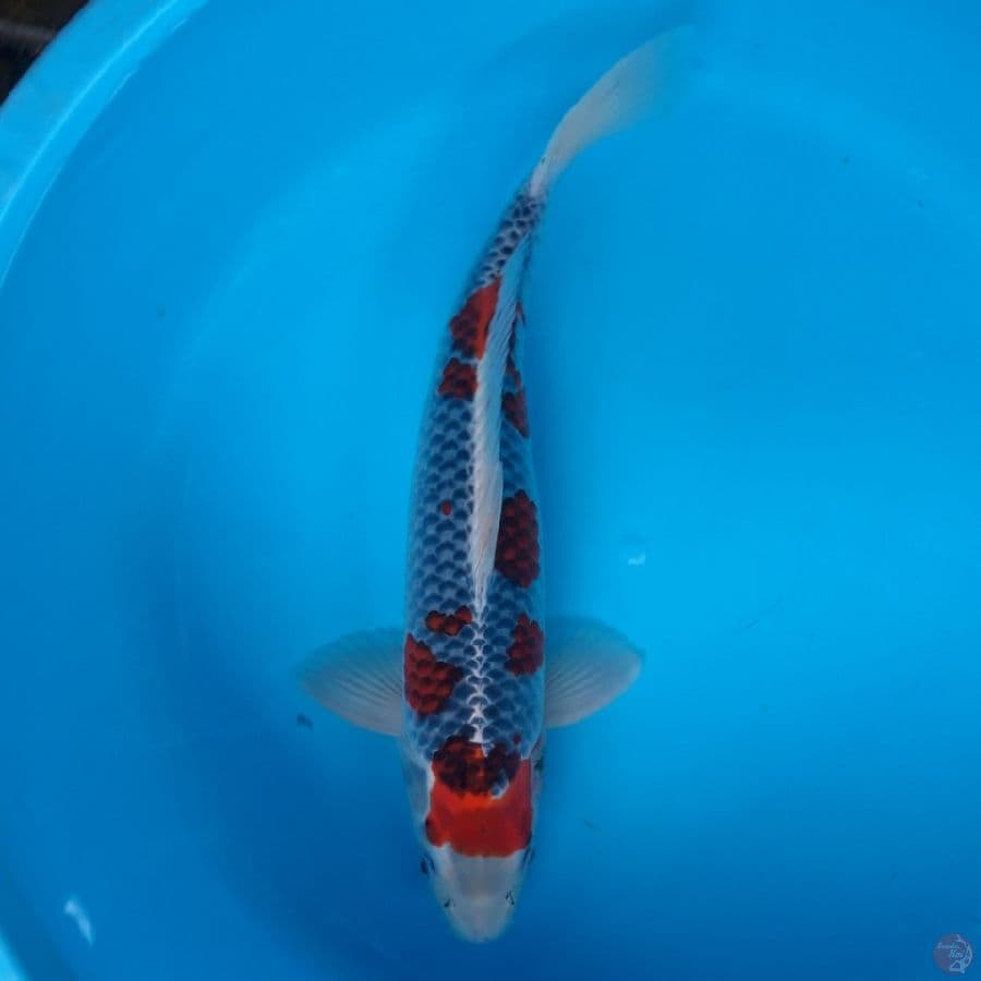 Goshiki Sakura 45cm