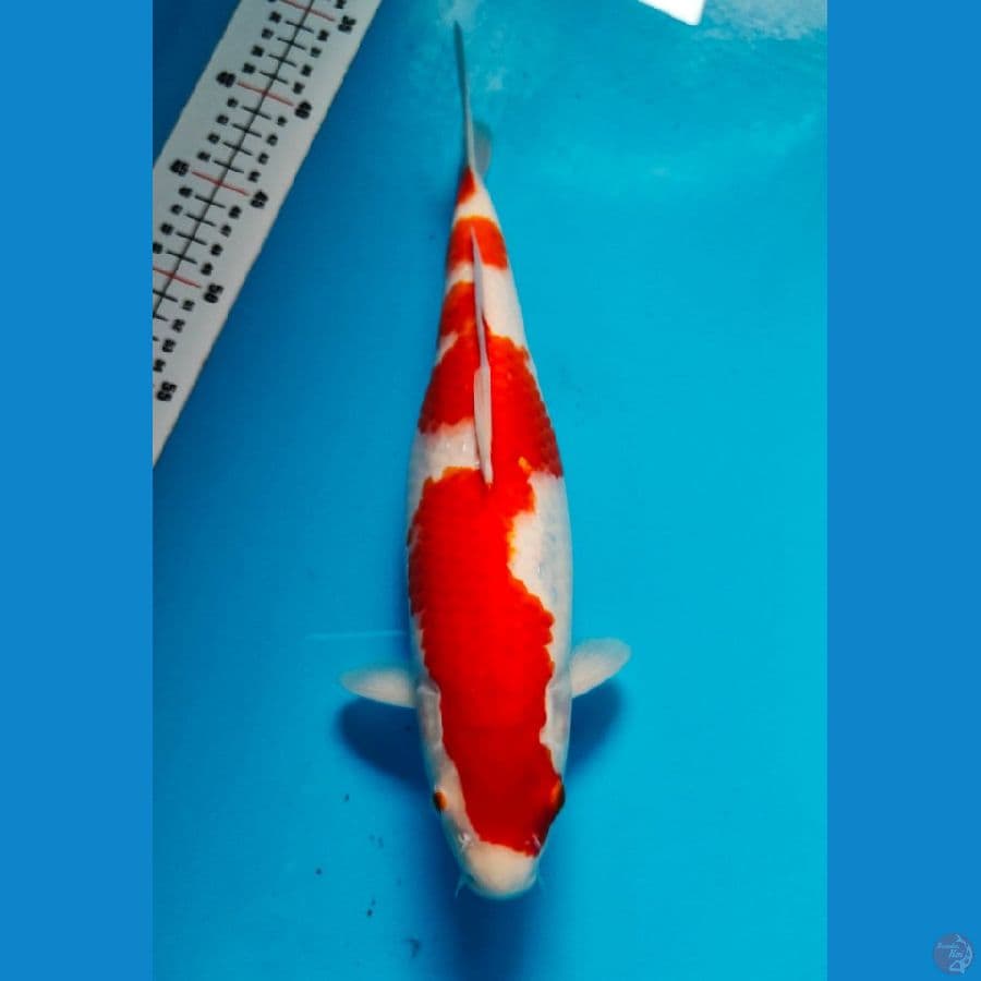kohaku 35cm 