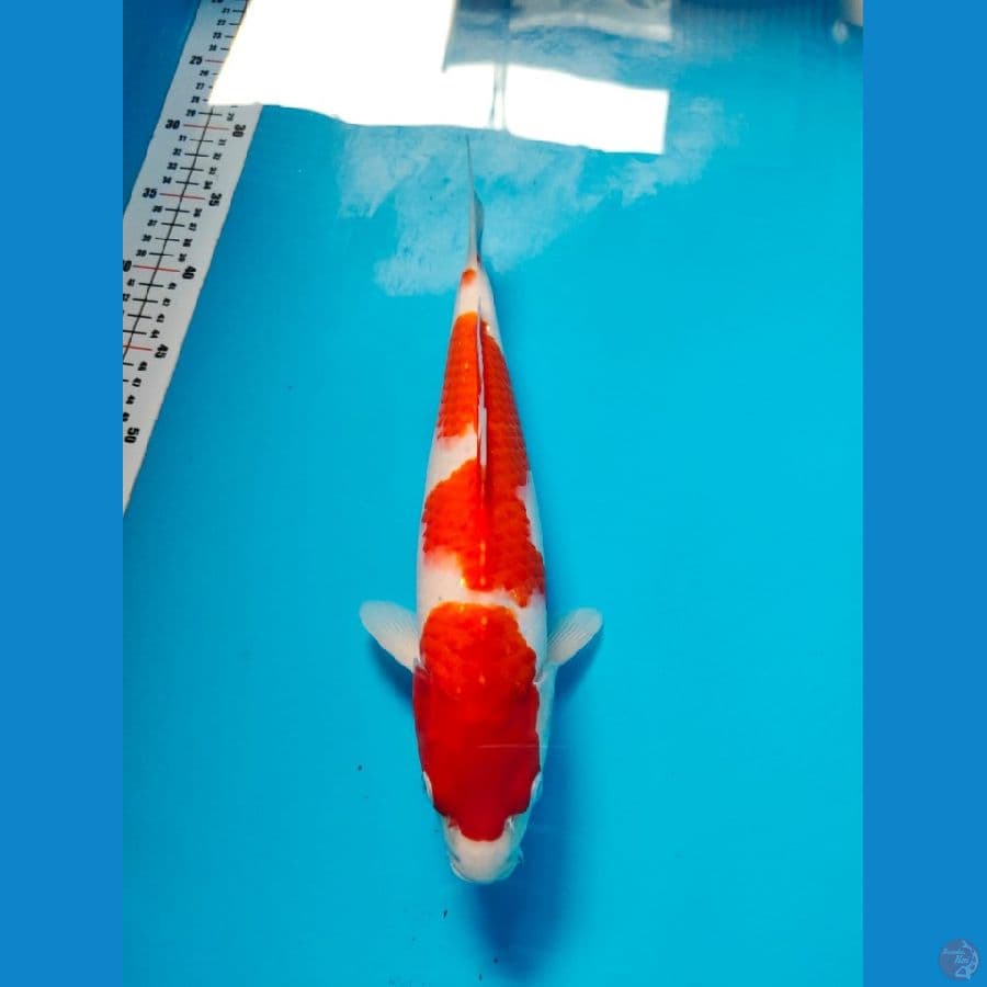 kohaku male 35cm