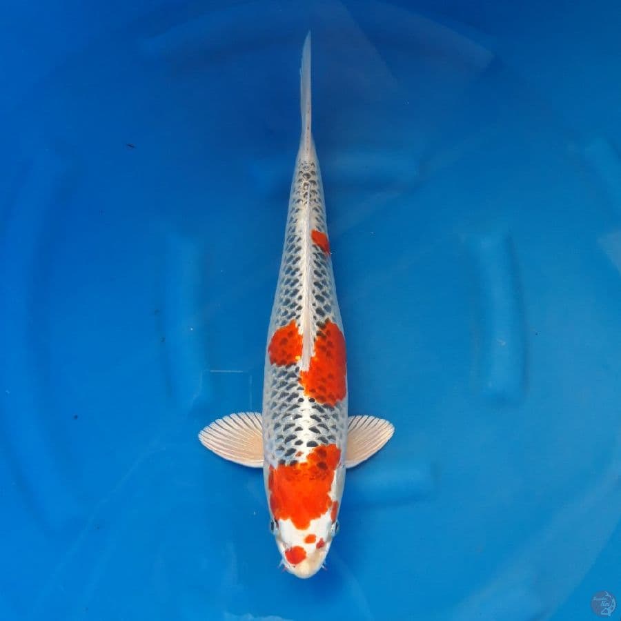 Kujaku Male Step 3 Ori 44cm