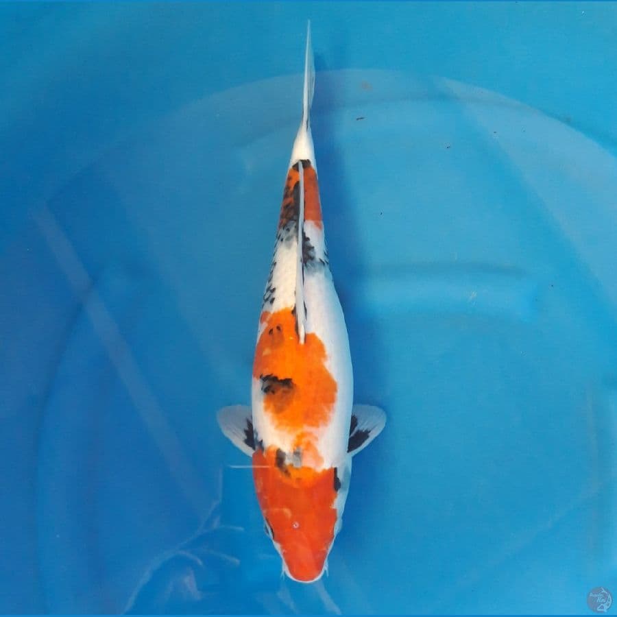 Showa Female 40cm