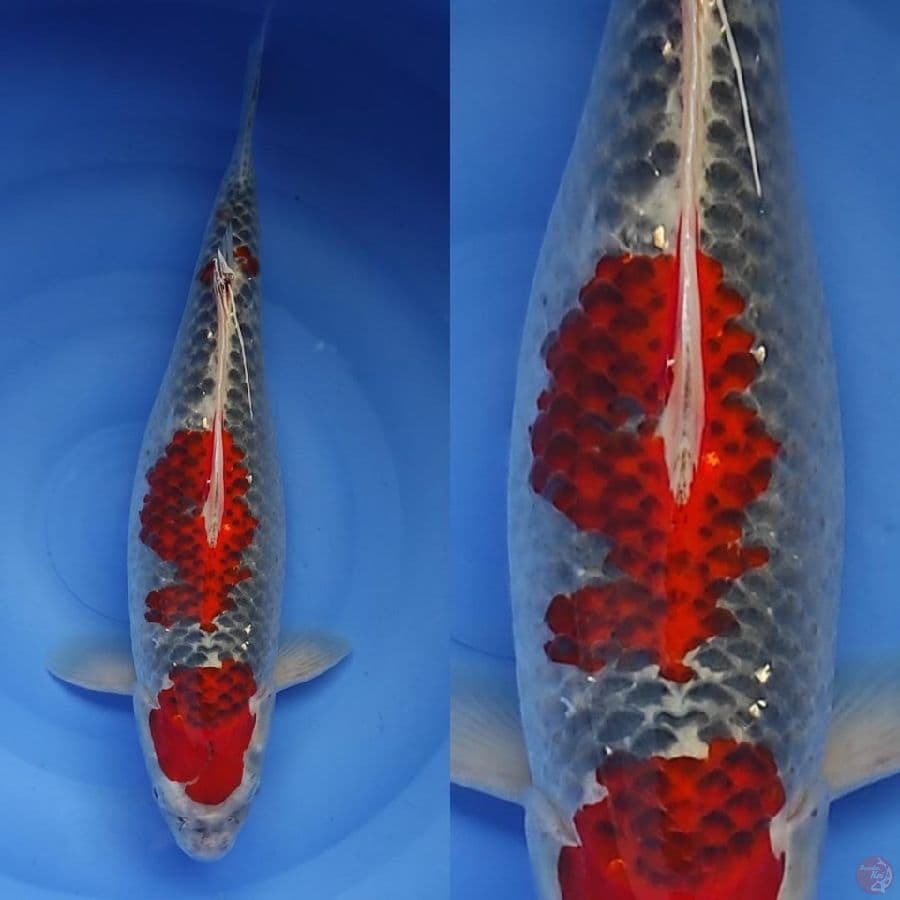 4. goshiki ///40cm 
