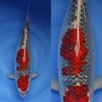 4. goshiki ///40cm 
