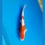 Ai koromo 32cm Male