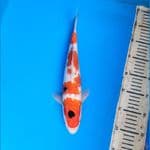 Koromo sanke 33cm Male