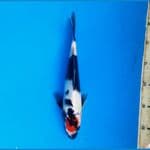 Tancho showa 26cm Male