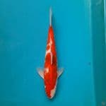 Ai koromo 31cm Male