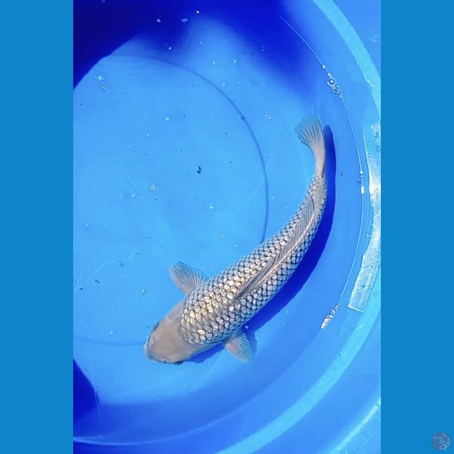 Shoragoi ginrin M 37CM 