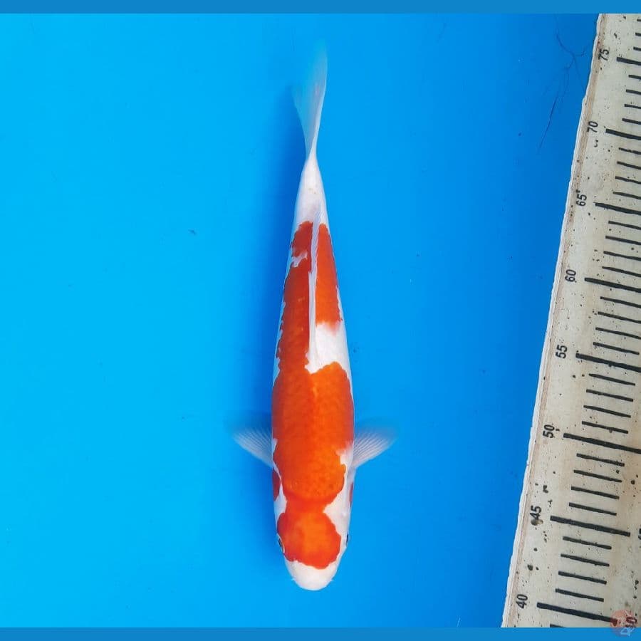 koromo 30cm Male