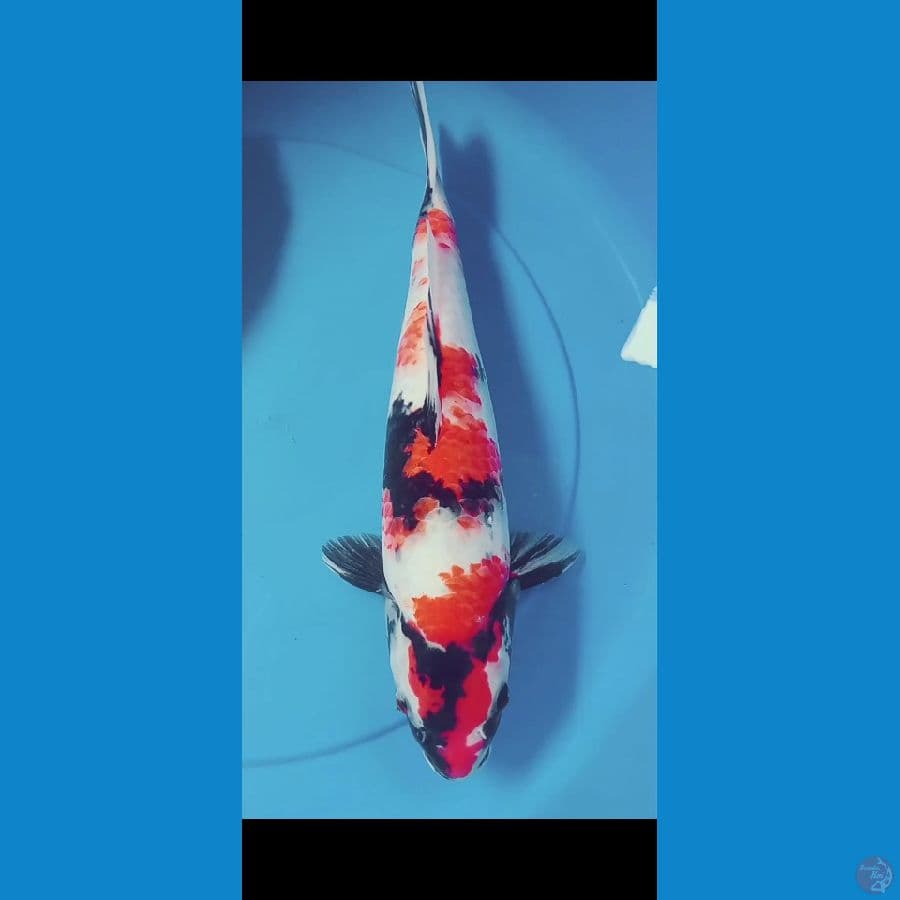 Showa 35CM