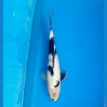 Shiro 35cm Female
