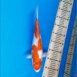 inazuma koromo 32cm Female