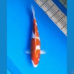 Goromo 35cm Female
